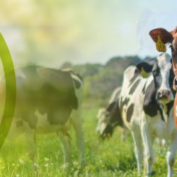 Jens Klompmaker | Tierarzt